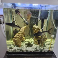 اکواریوم K390|ماهی|برازجان, |دیوار