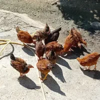 جوجه گلپایگان سه ماهه