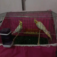 عروس هلندی|پرنده|مهاباد (آذربایجان غربی), |دیوار