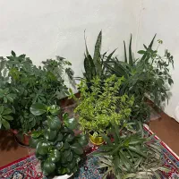 فروش گل خانگی همه|گل و گیاه طبیعی|مریوان, |دیوار
