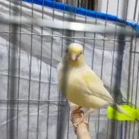 فروش قناری ماده|پرنده|مسجد سلیمان, |دیوار