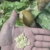 فروش خاویار حلزون