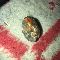 مهره موکل دار