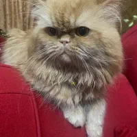 گربه برای جفت گیری|گربه|بندرعباس, |دیوار