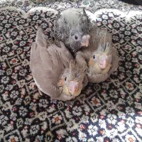 عروسی هلندی نر و ماده بهمراه 3 تا جوجه|پرنده|مشهد, کارمندان دوم|دیوار