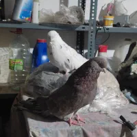 کبوتر|پرنده|اردبیل, |دیوار