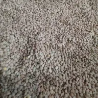 30کیلو عدس پهن تمیز