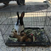 حیوان|موش و خرگوش|آباده, |دیوار