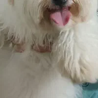 سگ نر ،9 ماهه واکسینه شده|سگ|ساری, |دیوار