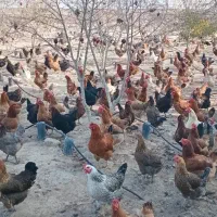 فروش‌مرغ‌تخم‌گذار|حیوانات مزرعه|گمیشان, |دیوار