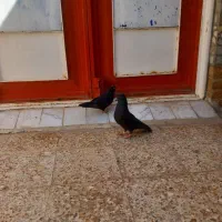 بادرود،۱جفت کبوترزاغ پرشی اصیل کاشان