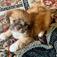 سگ آپارتمان خانگی|سگ|تهران, جوادیه تهرانپارس|دیوار