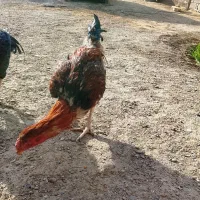 جوجه محلی|حیوانات مزرعه|زابل, |دیوار