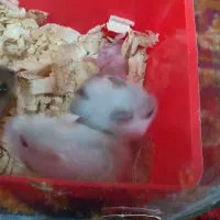 همستر|موش و خرگوش|کرمانشاه, |دیوار