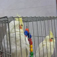 یه جفت عروس هلندی لوتینو|پرنده|لنگرود, |دیوار