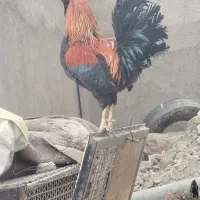 مرغ و خروس گلین