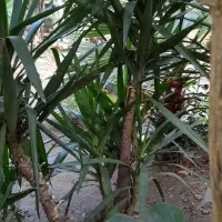 گیاه یوکا|گل و گیاه طبیعی|لاهیجان, خالو باغ|دیوار