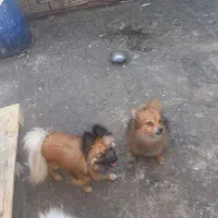 گمشده،مژدگانی خوبی میدم|حیوانات|محمدشهر, محمدشهر|دیوار