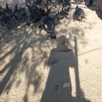 بوقلمون|حیوانات مزرعه|ساوه, |دیوار