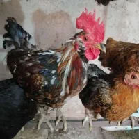 خروس گلین. اراکانا. جوجه خروس