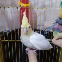 عروس هلندی زیبا