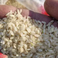 برنج درجه یک کامفیروزی|خوردنی و آشامیدنی|بروجن, |دیوار