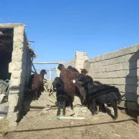 بره نر درجه یک