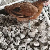 دو عدد مرغ در حمیدیه|حیوانات مزرعه|حمیدیه, |دیوار