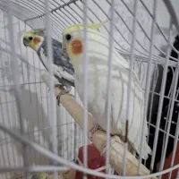 عروس هلندی|پرنده|بهبهان, |دیوار