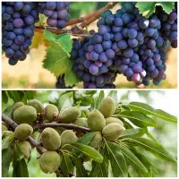 فروش انواع ریشه بادام و انگور پرمحصول