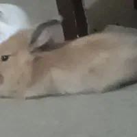 خرگوش یکماه ونیم ، تمیز، اروم، بی ازار مودب