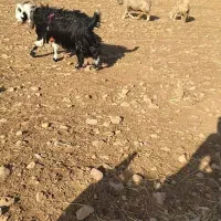 دوبر روزگاری ۴رون جلو رو|حیوانات مزرعه|ایذه, |دیوار