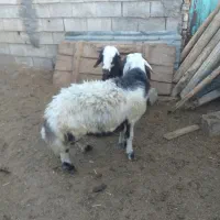 بره و قوچ|حیوانات مزرعه|عسگران, |دیوار