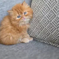 بچه گربه های زیبا و دلربا|گربه|آبادان, |دیوار