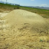 کاه گندم پتوز