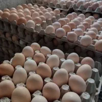 تخم مرغ محلی