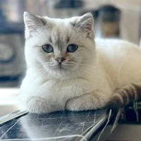 بچه گربه مورد علاقت اینجاست|گربه|اصفهان, آزادگان|دیوار