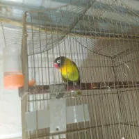 کوتوله نقابدار