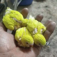 جوجه مرغ عشق هلندی چشم قرمز سرلاکی دستی کردن