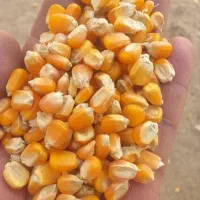 ذرت،سبوس و انواع خوراک دامی