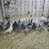 دورگ پلاکی رنگ روشن|پرنده|شیراز, شهرک گلها|دیوار