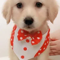 توله گلدن رتریور با ضمانت نامه اصل نژاد