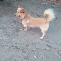 سگ پیدا شده