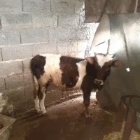 دوتاکلچه جوان خوشکل|حیوانات مزرعه|احمدسرگوراب, |دیوار