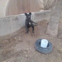 سگ کن کورسو|سگ|تربتحیدریه, رباط سفلی|دیوار