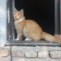 گربه پرشین|گربه|گرگان, |دیوار