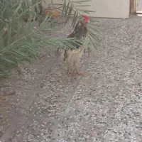 مرغ و خروس سالم و سرحال واکسن زده|حیوانات مزرعه|اهواز, کوی مندلی(سه راه خرمشهر)|دیوار