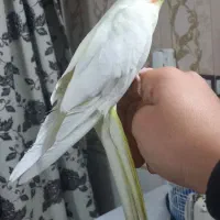 عروس هلندی لوتینو نر دستی مست مست درشت ضمانتی|پرنده|مشهد, طبرسی شمالی|دیوار