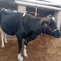 گاو هلشتان شیری|حیوانات مزرعه|آق قلا, |دیوار