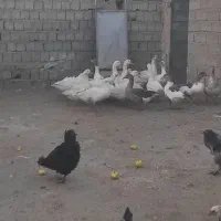 فروش غازهای محلی|حیوانات مزرعه|نقده, |دیوار